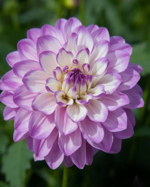 Dahlia Tuber - Blue Wish