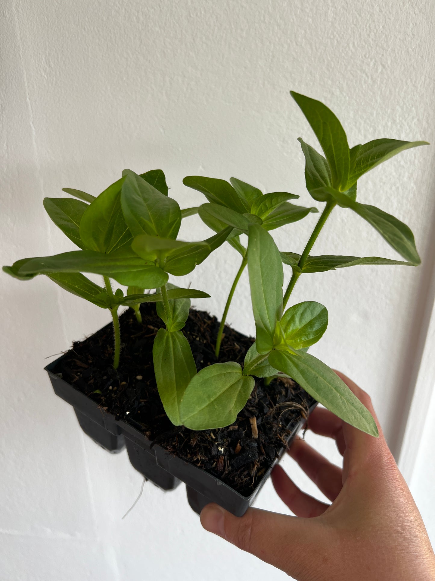 Flower Seedlings - Zinnia