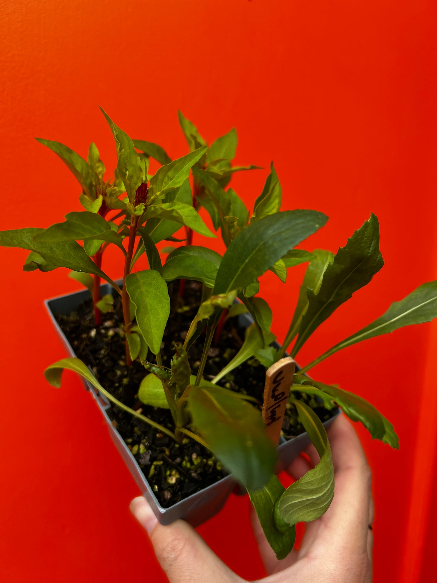 Mixed Flower Seedlings - Sweet Sultan x Celosia Cristata