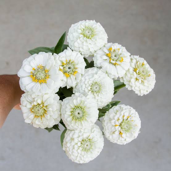 Flower Seedlings - Zinnia